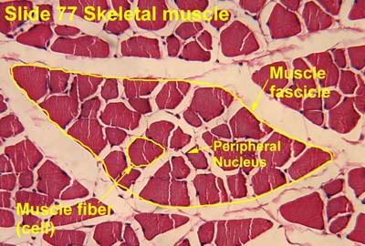 Muscle fascicle - Wikipedia